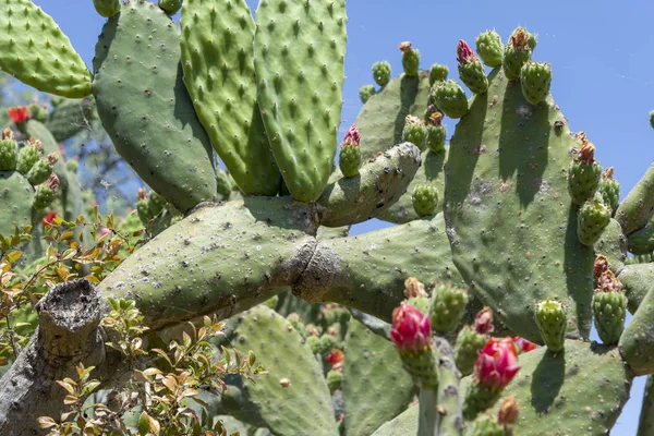 Tenerife adasında dağlarda büyüyen kaktüs. — Stok fotoğraf