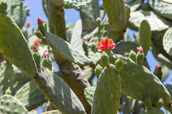Cactus poussant dans les montagnes sur l'île de Tenerife . — Photo