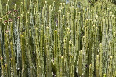 Tenerife adasında yüksek kaktüsler.
