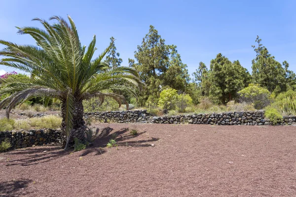 Canary Palm Phoenix canariensis es una especie de planta con flores perteneciente a la familia Arecaceae. . — Foto de Stock