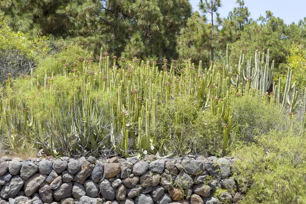 High cacti on the island of Tenerife.