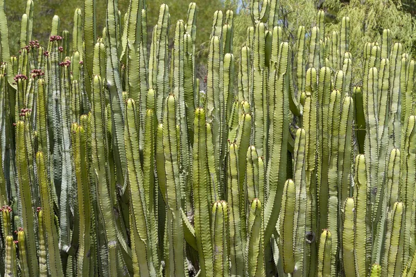 Hauts cactus sur l'île de Tenerife . — Photo