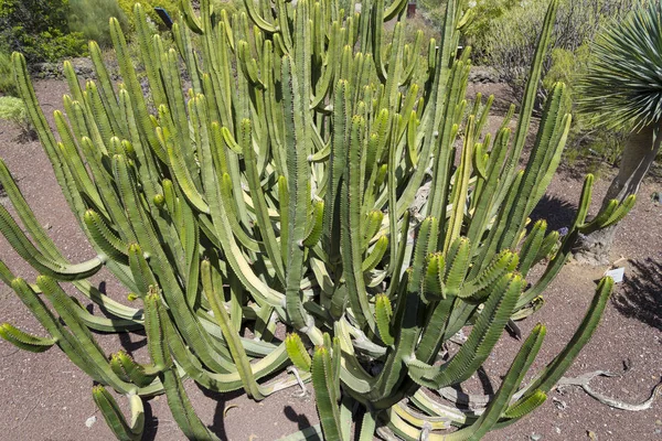 Cactos altos na ilha de Tenerife . — Fotografia de Stock