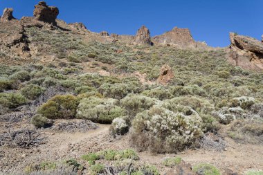 Dağlar ve volkan Teide yakın çalılar, kısmen bulutlarla kaplı. Parlak mavi gökyüzü. Teide Ulusal Parkı, Tenerife, Kanarya Adaları, İspanya. Yükseklik 2100 metre.