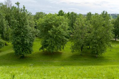 Yazın tepeden ağaçların güzel manzarası. Turizm ve seyahat kavramı.