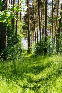 Yazın göl kenarındaki huş ağaçları. İnsanın dokunmamış doğası, çok güzel bir doğa..
