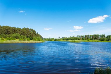 Yazın nehrin yanındaki çam ormanı. Seyahat ve turizm kavramı.