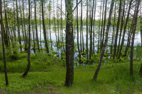 Vidoeiros Perto Lago Verão Natureza Intocada Pelo Homem Natureza Muito — Fotografia de Stock