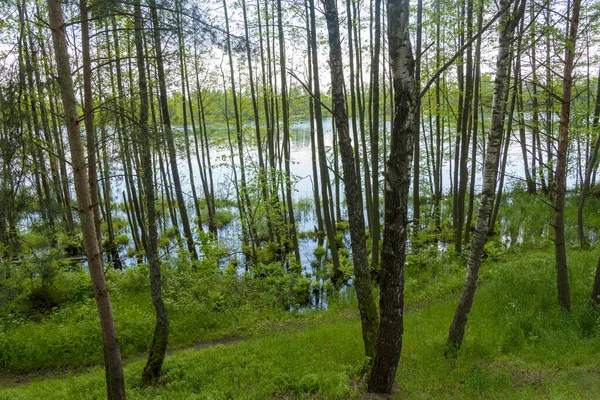 Березові Дерева Біля Озера Влітку Недоторкана Природа Людини Дуже Красива — стокове фото
