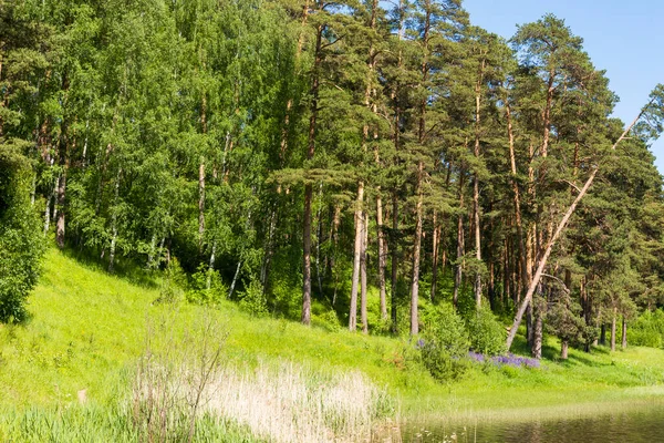 Високі Сосни Влітку Хвойний Ліс Концепція Подорожей Туризму — стокове фото