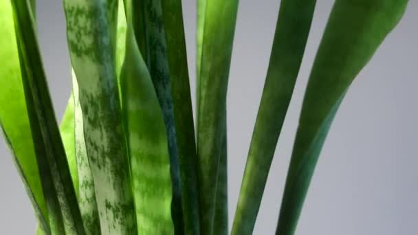 Sansevieria Draait Een Grijze Achtergrond Lange Bladeren Groene Lange Bladeren — Stockvideo