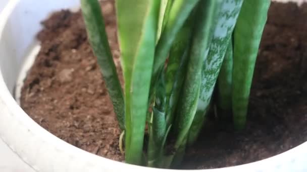 Sansevieria Szürke Háttéren Forog Hosszú Levelekkel Hosszú Zöld Levelek — Stock videók