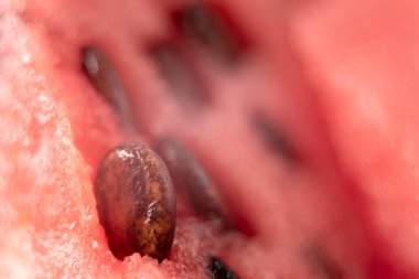 Karpuz dokusu kapanıyor. Çekirdekli karpuz arkaplanı. Kapatın sulu ve tatlı et karpuzunu siyah taneli