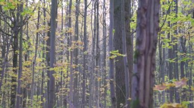 Gündüz vakti sessiz bir sonbahar ormanı manzarası. Rahatlama ve huzur kavramı.