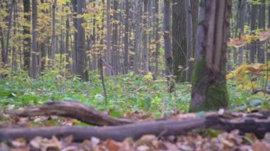 Gündüz vakti sessiz bir sonbahar ormanı manzarası. Rahatlama ve huzur kavramı.