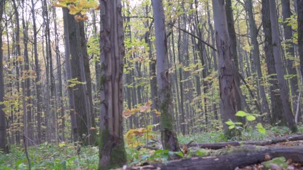 Tagsüber Blick Auf Den Herbstlichen Wald Stille Das Konzept Von — Stockvideo