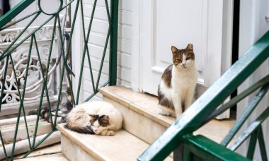 Two cats are lounging on the steps of a white house with green metal railing on a sunny day. One cat is sleeping, while the other looks alert and watchful.