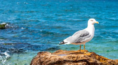 A seagull perches confidently on a rocky outcrop near the ocean. The bright sunlight highlights its feathers as waves crash against the rocks, creating a serene coastal scene.