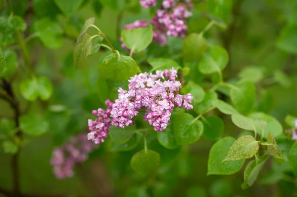 Young Green Fresh Bush Lilac Branch Raindrops Leaves Green Background — Stock Photo, Image