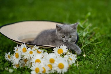 Küçük sevimli gri kedicik İngiliz kedi yazın yeşil çimlerde uzanıyor ve şapka papatyayla oynuyor.