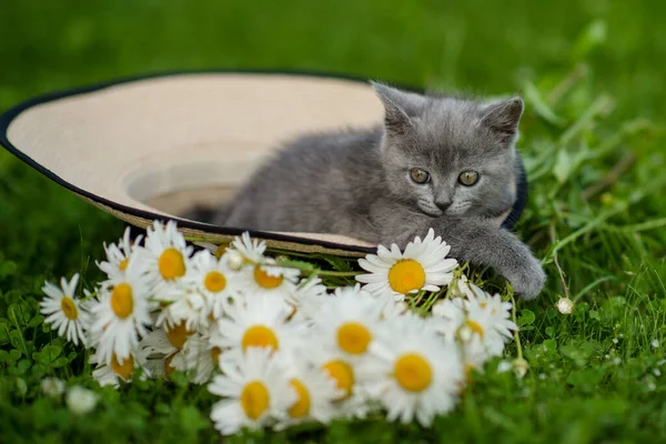 Kis Aranyos Szürke Cica Brit Macska Fekszik Zöld Nyáron Kalap — Stock Fotó