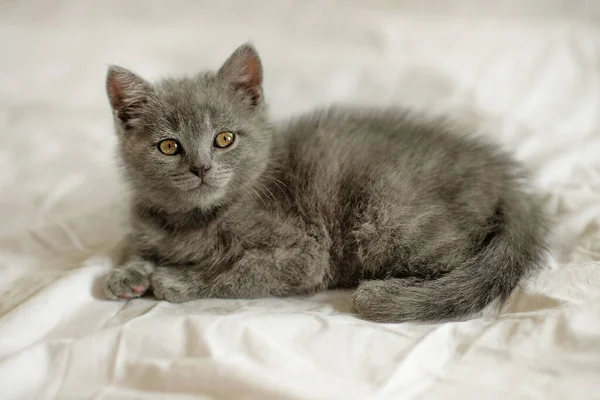 Klein Schattig Grijs Kitten Britse Kat Ligt Een Witte Ruit — Stockfoto