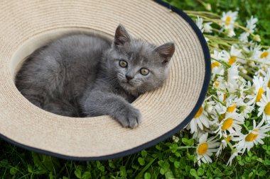 Küçük sevimli gri kedicik İngiliz kedi yazın yeşil çimlerde uzanıyor ve şapka papatyayla oynuyor.