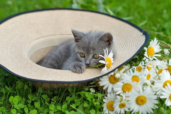 Küçük Sevimli Gri Kedicik Ngiliz Kedi Yazın Yeşil Çimlerde Uzanıyor — Stok fotoğraf