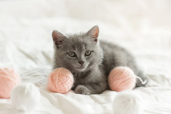 Pequeño Lindo Gris Gatito Gato Británico Juega Blanco Cama Con —  Fotos de Stock