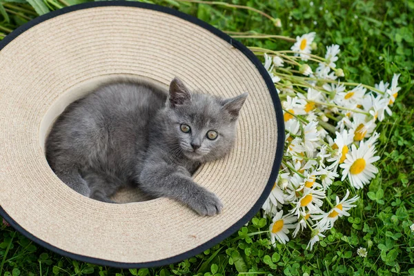 Klein Schattig Grijs Kitten Britse Kat Ligt Groen Gras Zomer — Stockfoto