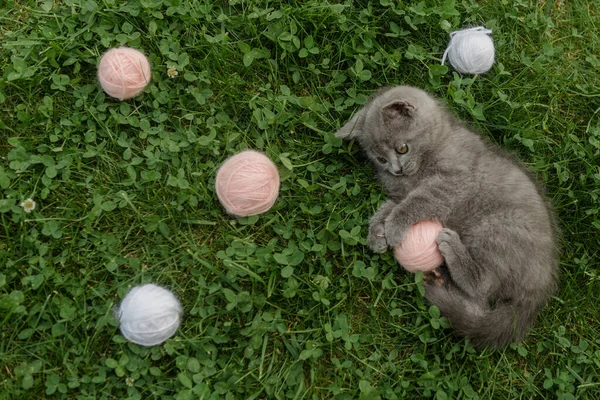 Kis Aranyos Szürke Cica Macska Brit Játszik Zöld Nyáron Egy — Stock Fotó