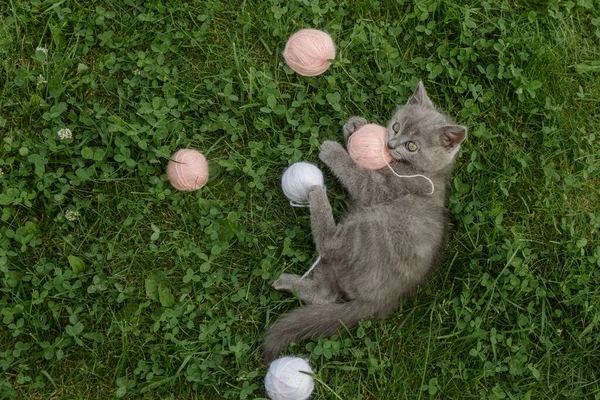 Pouco Bonito Gatinho Cinza Gato Britânico Joga Grama Verde Verão — Fotografia de Stock