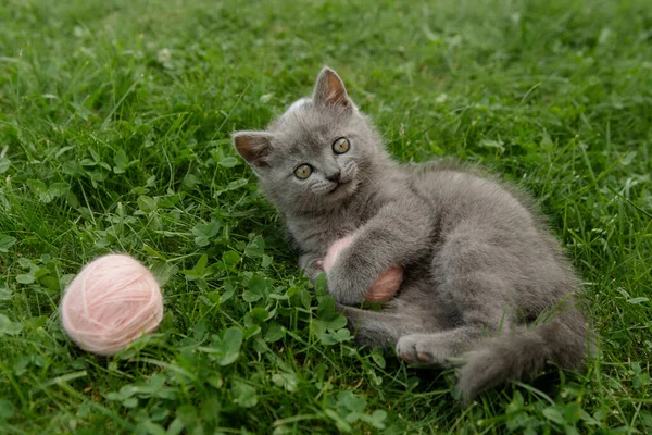 Trochę Słodkie Szary Kot Brytyjski Gra Zielonej Trawie Lecie Trawniku — Zdjęcie stockowe