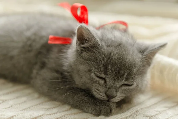 Klein Schattig Grijs Kitten Britse Kat Ligt Een Witte Ruit — Stockfoto