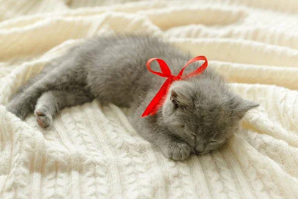 Μικρή Χαριτωμένη Γκρίζα Γάτα Βρετανίδα Ξαπλώνει Ένα Λευκό Καρό — Φωτογραφία Αρχείου