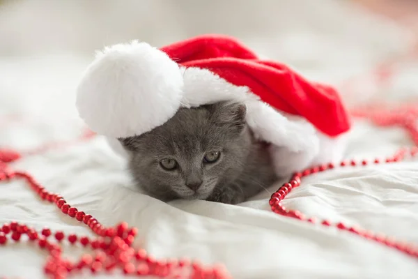Kleine Süße Graue Kätzchen Britische Katze Liegt Auf Weiß Unter — Stockfoto