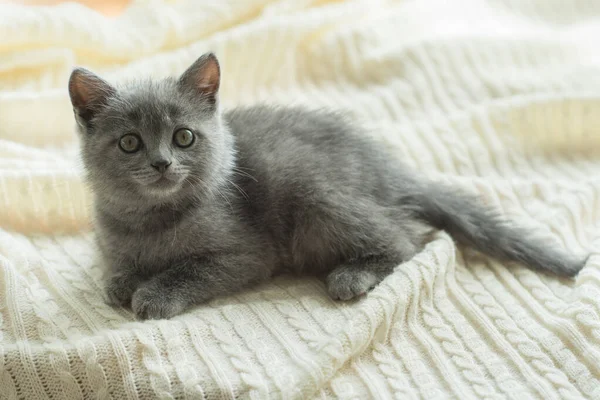 Μικρή Χαριτωμένη Γκρίζα Γάτα Βρετανίδα Ξαπλώνει Ένα Λευκό Καρό — Φωτογραφία Αρχείου