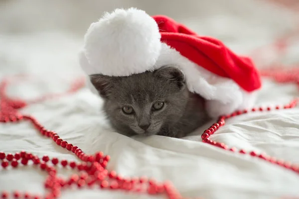 Kleine Süße Graue Kätzchen Britische Katze Liegt Auf Weiß Unter — Stockfoto