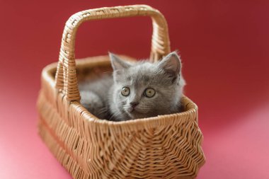 Küçük sevimli gri kedicik İngiliz kedisi kırmızı izole bir arka planda bir sepette yatıyor.