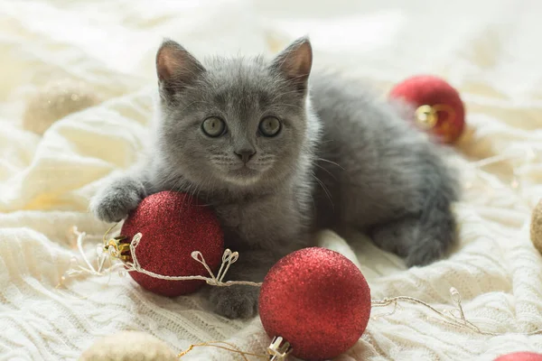 かわいいグレーの子猫英国の猫は白い遊びに横たわっています 隣にはクリスマスツリーのためのクリスマスボールがあります — ストック写真