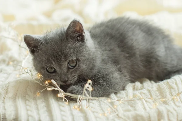 Kis Aranyos Szürke Cica Brit Macska Fekszik Egy Fehér Kockás — Stock Fotó