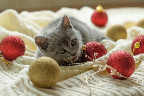 Kleine Schattige Grijze Kitten Britse Kat Ligt Een Witte Ruit — Stockfoto