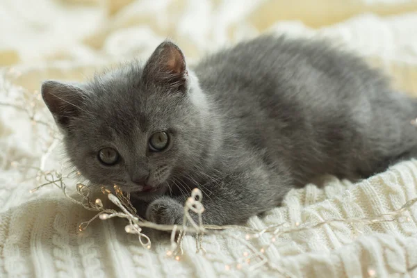 Piccolo Gattino Grigio Carino Gatto Britannico Trova Plaid Bianco Accanto — Foto Stock