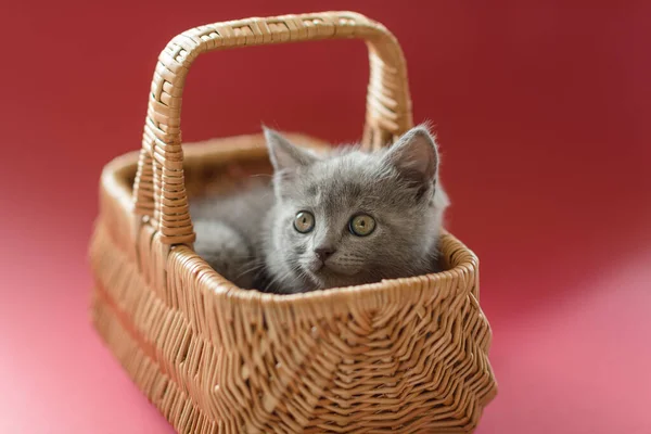 Little Cute Gray Kitten British Cat Lies Basket Red Isolated — Stock Photo, Image