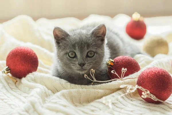 Kleine Schattige Grijze Kitten Britse Kat Ligt Een Witte Ruit — Stockfoto