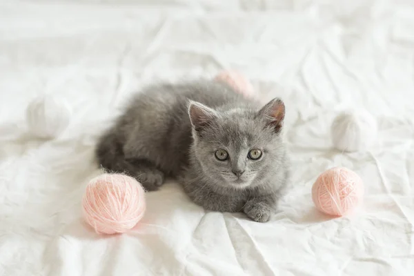 Pouco Bonito Gatinho Cinza Gato Britânico Joga Uma Cama Branca — Fotografia de Stock