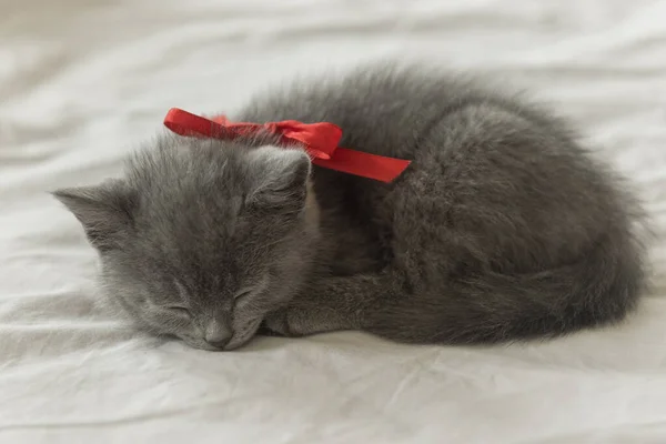 Klein Schattig Grijs Kitten Britse Kat Ligt Een Witte Achtergrond — Stockfoto
