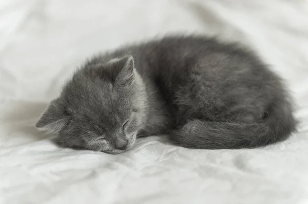 Kis Aranyos Szürke Cica Brit Macska Fekszik Egy Fehér Háttér — Stock Fotó