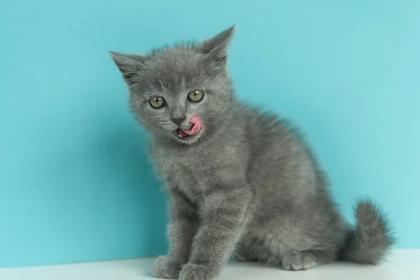 Little Cute Gray Kitten Cat Brit Licks Blue Background — Stock Photo, Image