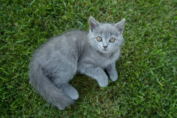 Pequeño Lindo Gris Británico Gato Gatito Mentiras Verde Hierba — Foto de Stock